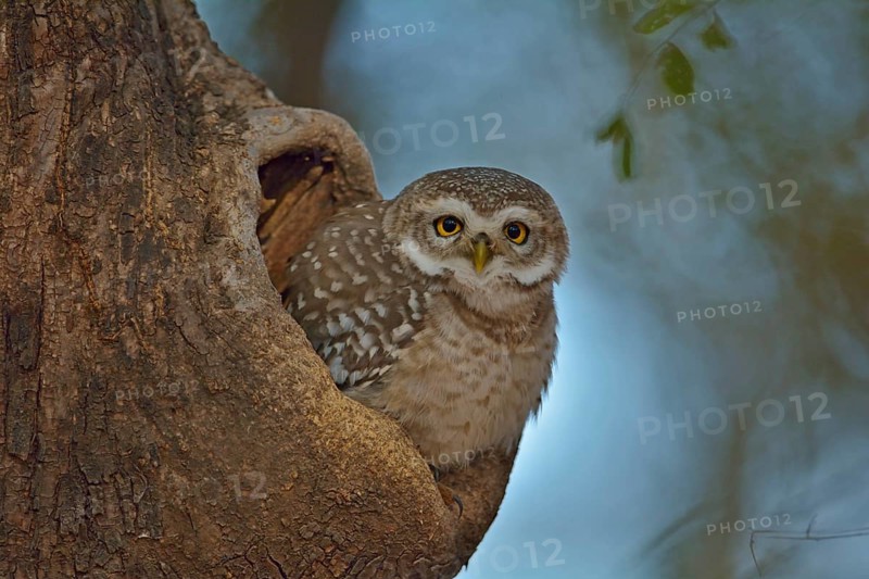 Spotted Owlet