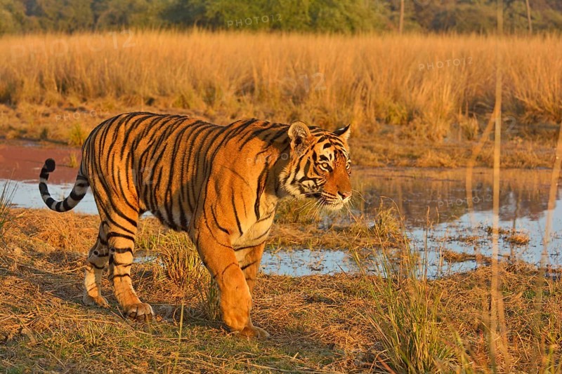 Bengal or Indian tiger