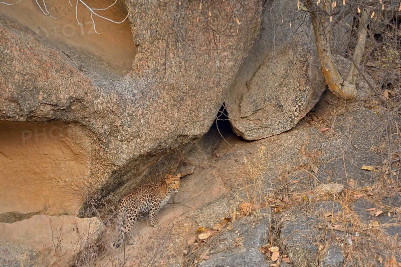 Indian Leopard