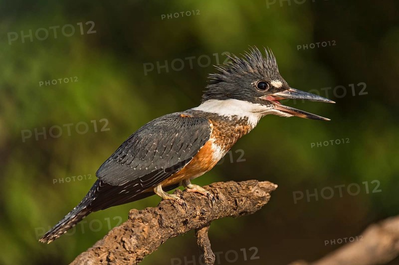 Ringed Kingfisher