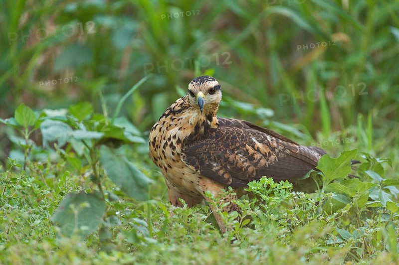 Juvenile Savanna Hawk