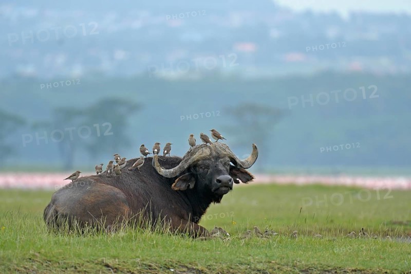 African buffalo or Cape buffalo