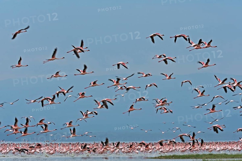 Lesser Flamingos