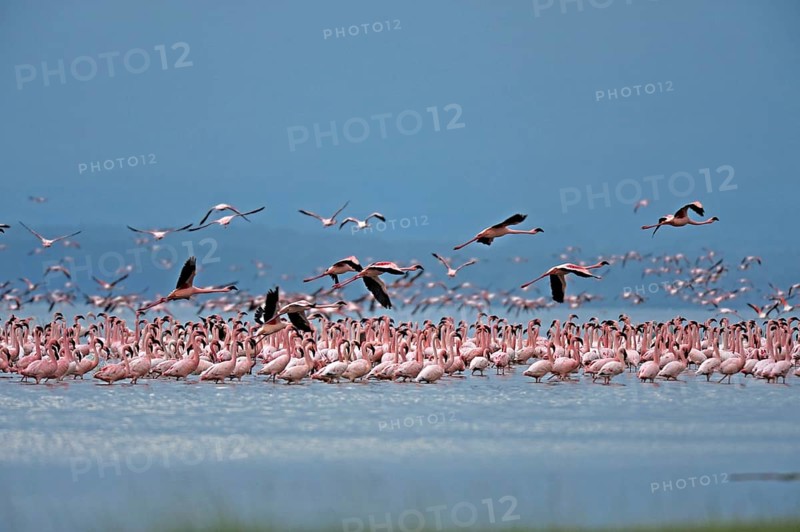 Lesser Flamingos