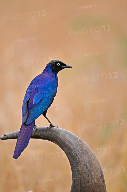 Burchell's starling
