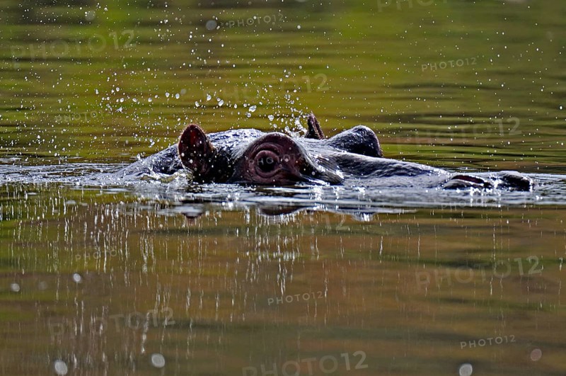Hippopotamus
