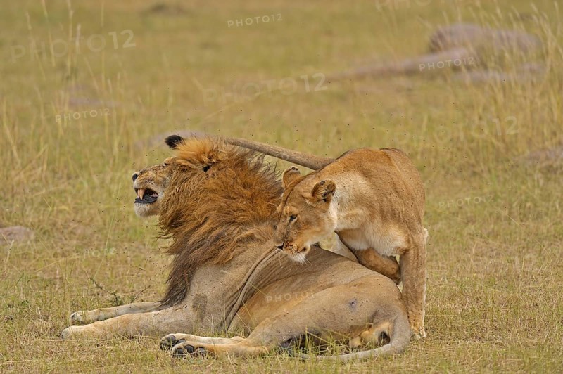 Mating Lions