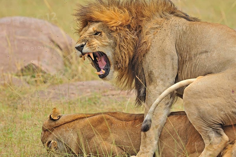 Mating Lions