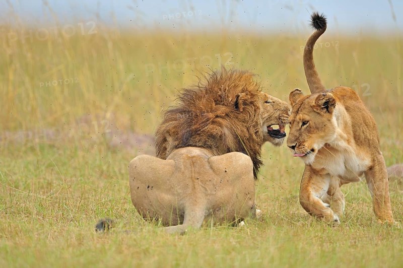 Mating Lions
