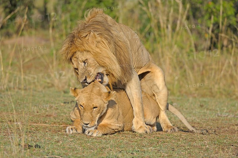 Lions