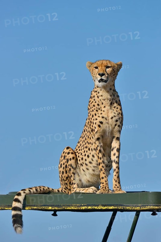 Wild Cheetah