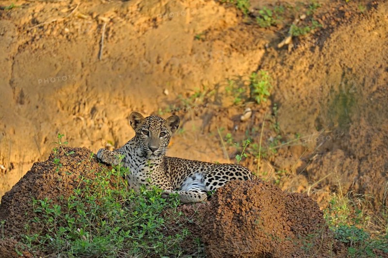 Sri Lankan Leopard