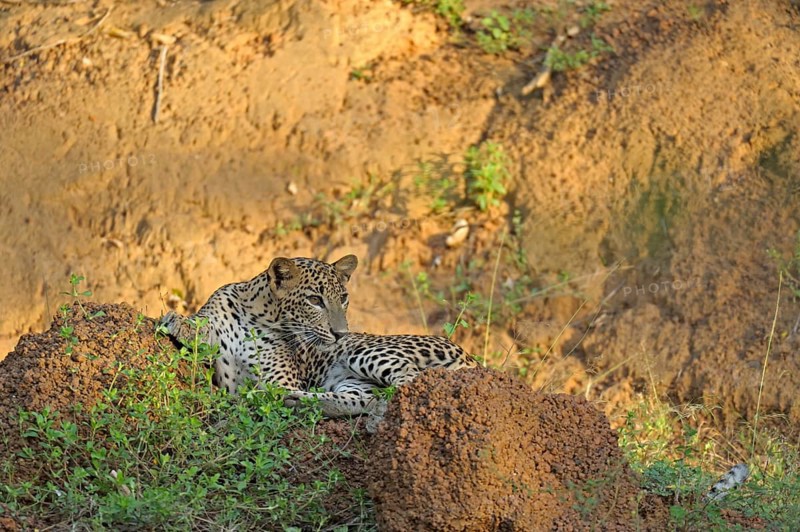 Sri Lankan Leopard