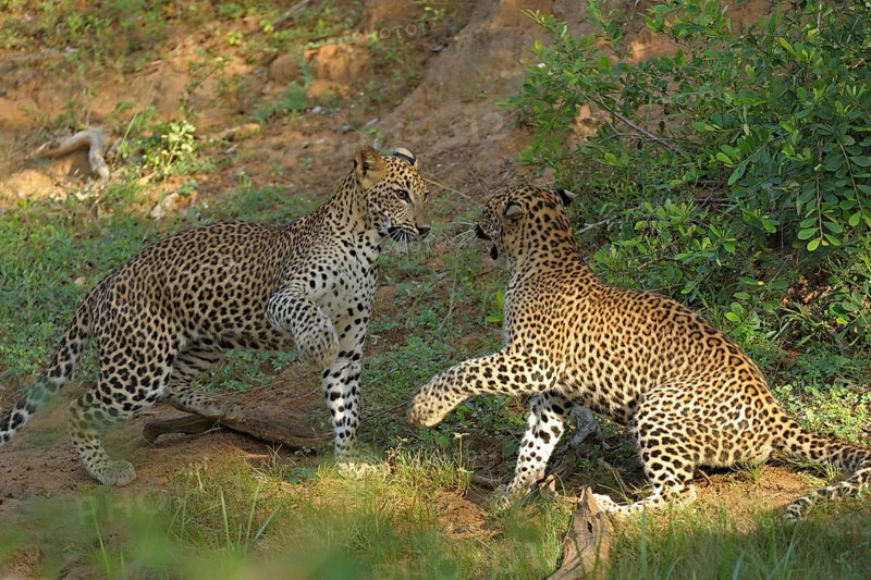 Two Sri Lankan Leopards
