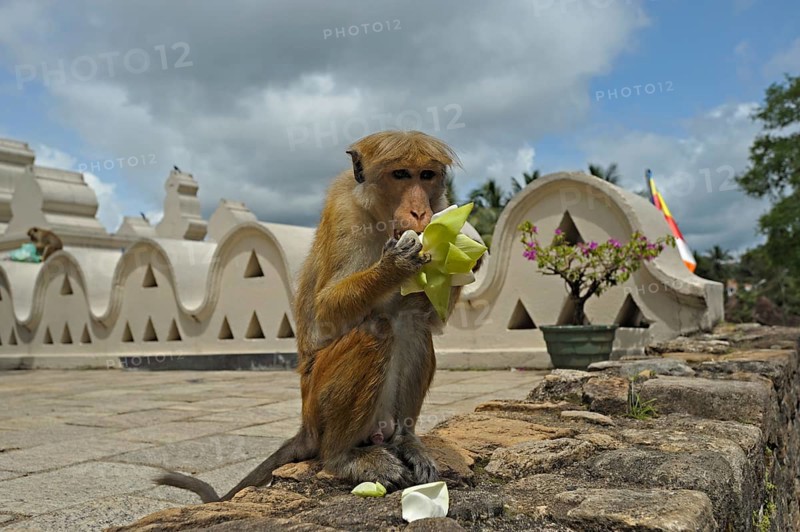 Bonnet macaque