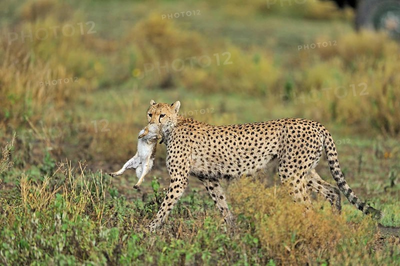 Cheetah
