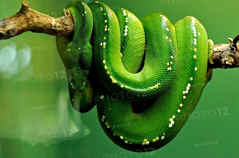 Green tree python