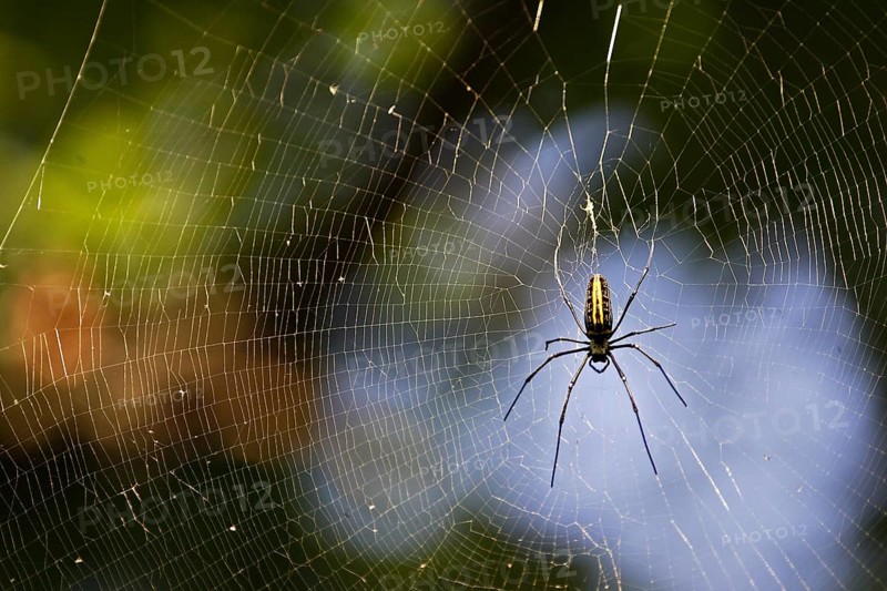 Giant Wood Spider