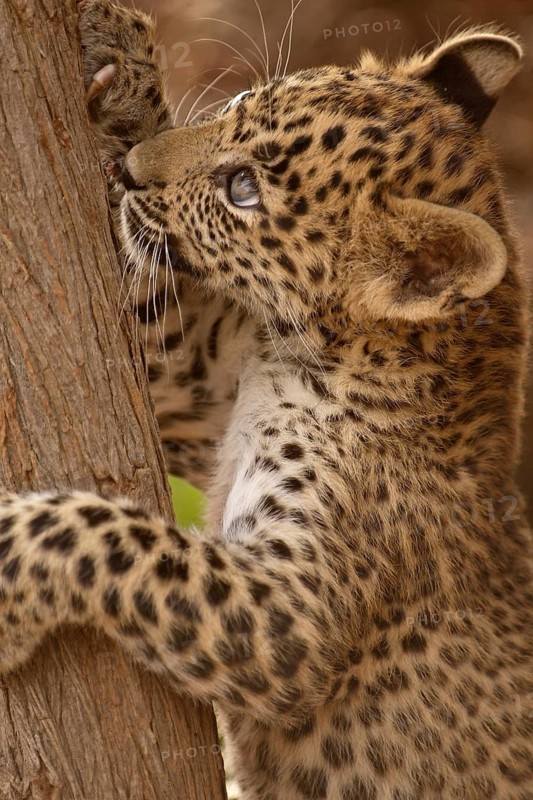 Leopard