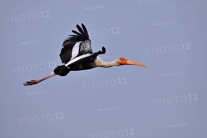Painted Stork