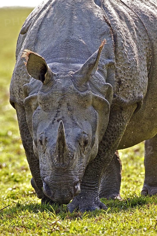 Indian Rhinoceros or Great One-horned Rhinoceros or Asian One-horned Rhinoceros