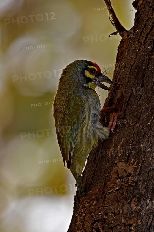 Coppersmith Barbet or Crimson-breasted Barbet