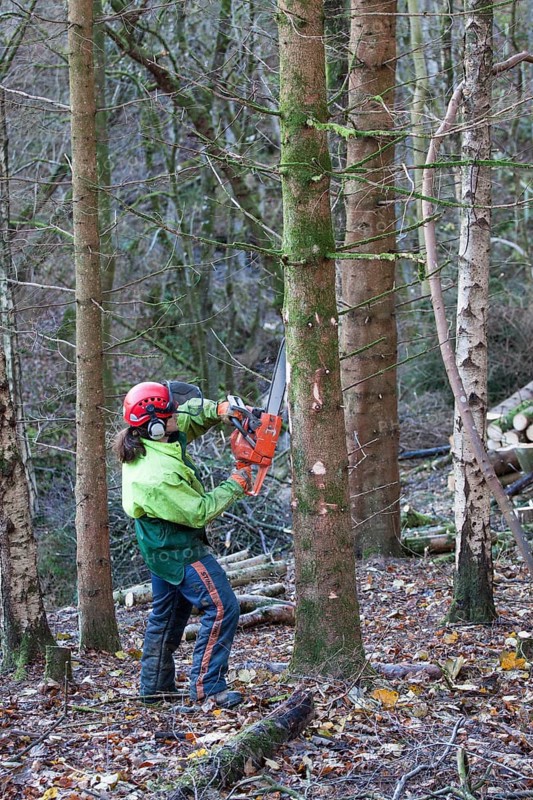 Man cutting branches from conifer tree with chainsaw