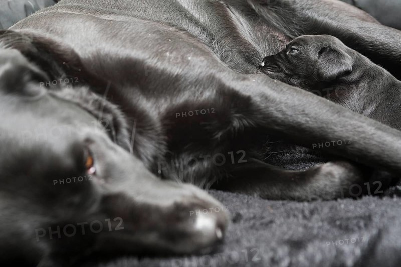 Black Labrador female suckling single puppy