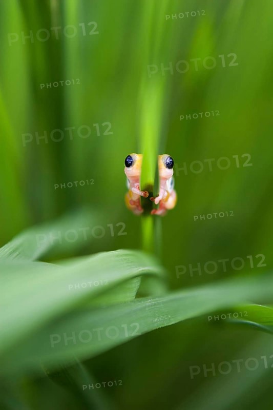 Kilombero Reed Frog