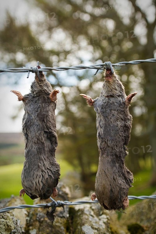 Dead European Moles or Common Moles