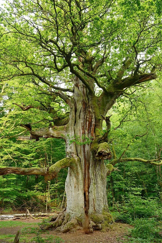 Huge old moss-covered gnarled oak in a former pastoral forest
