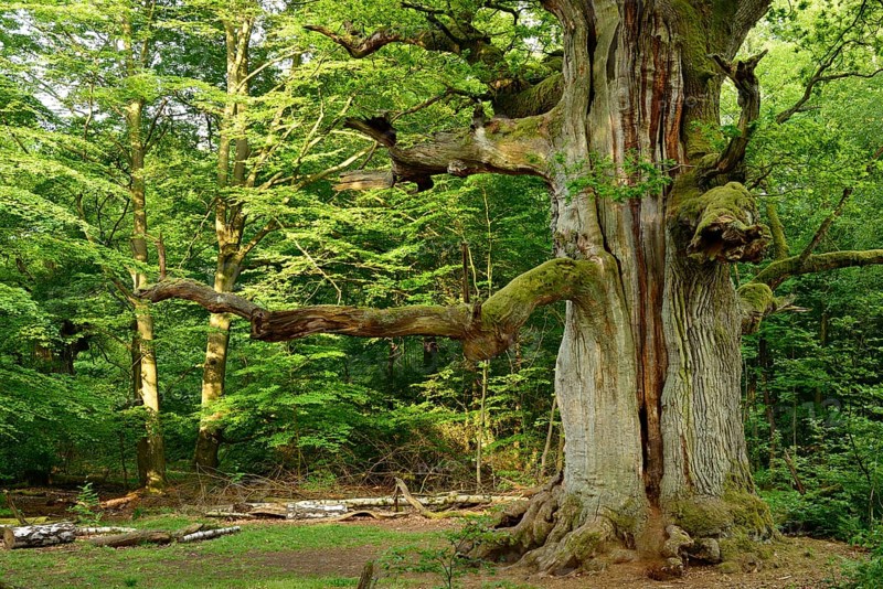 Huge old moss-covered gnarled oak in a former pastoral forest