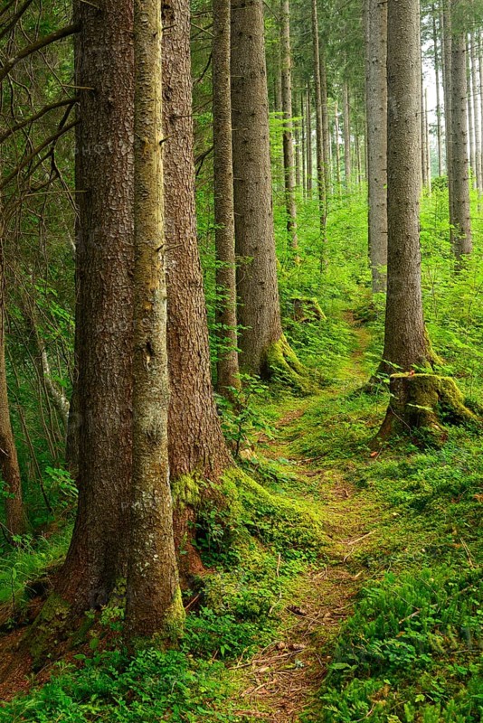Path through natural spruce forest