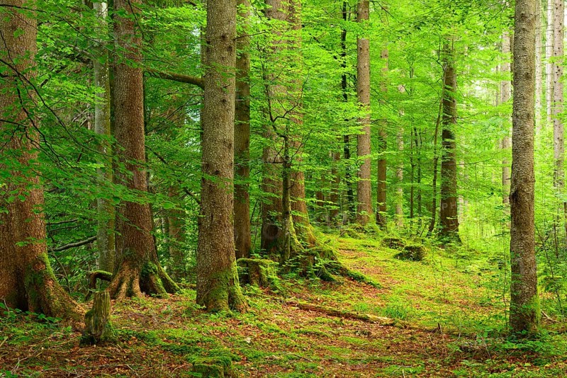 Natural spruce forest