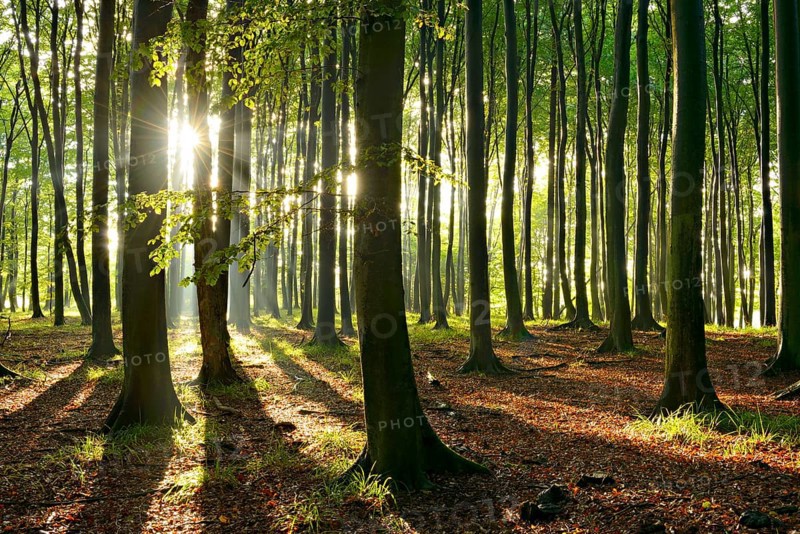 Rays of sunlight in natural beech forest