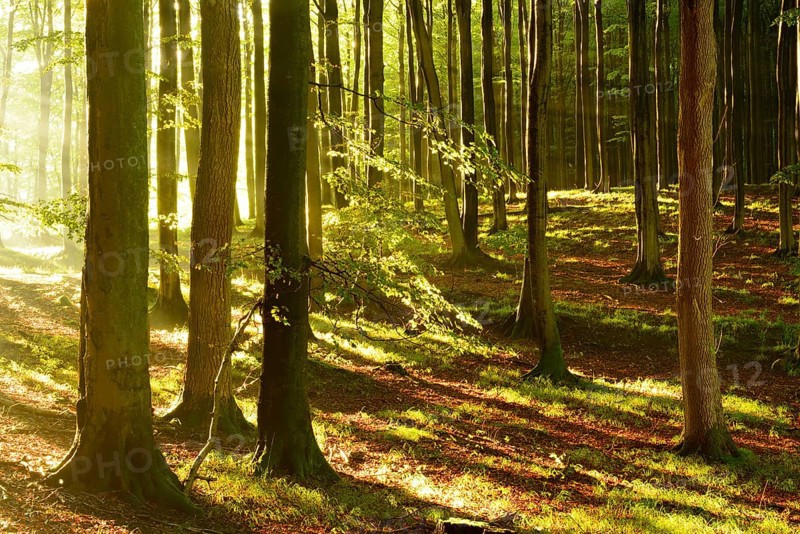 Rays of sunlight in natural beech forest