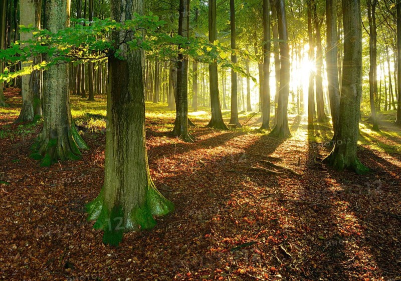 Rays of sunlight in natural beech forest
