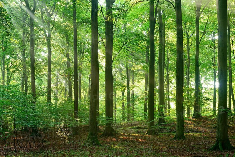 Rays of sunlight in natural beech forest