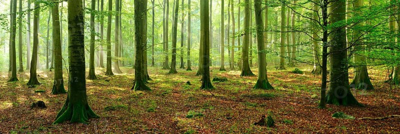 Rays of sunlight in natural beech forest