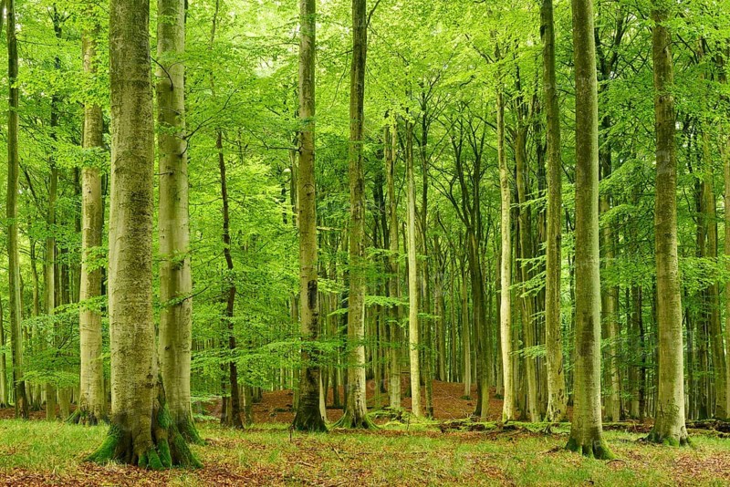 Natural beech forest