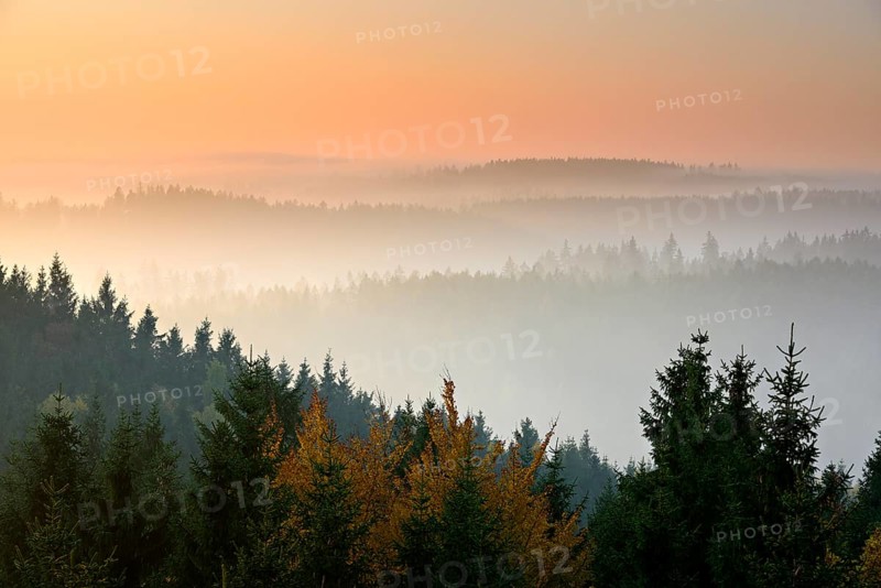 Spruce