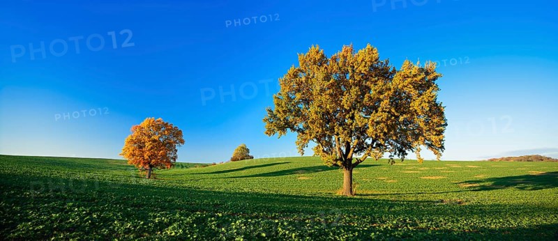 Solitary oaks