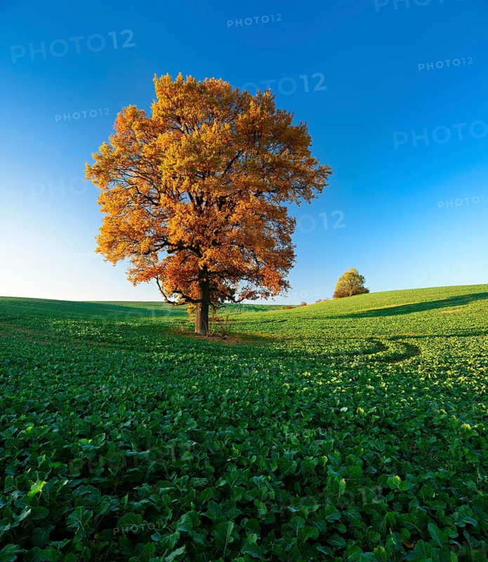 Solitary oaks