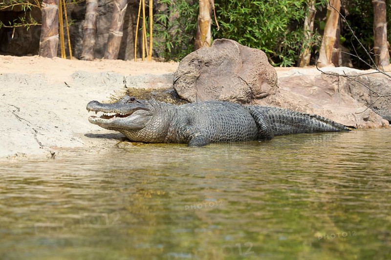 American alligator