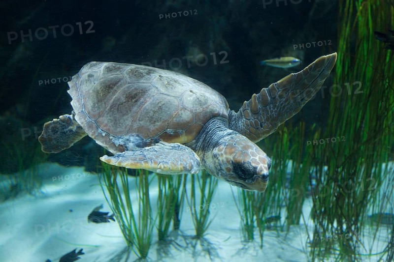 Loggerhead Sea Turtle