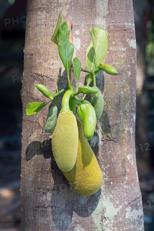Jackfruit