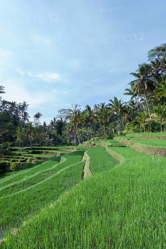 Rice terraces at entrance to Gunung Kawi temple complex
