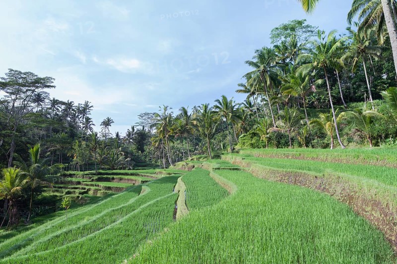 Rice terraces at entrance to Gunung Kawi temple complex