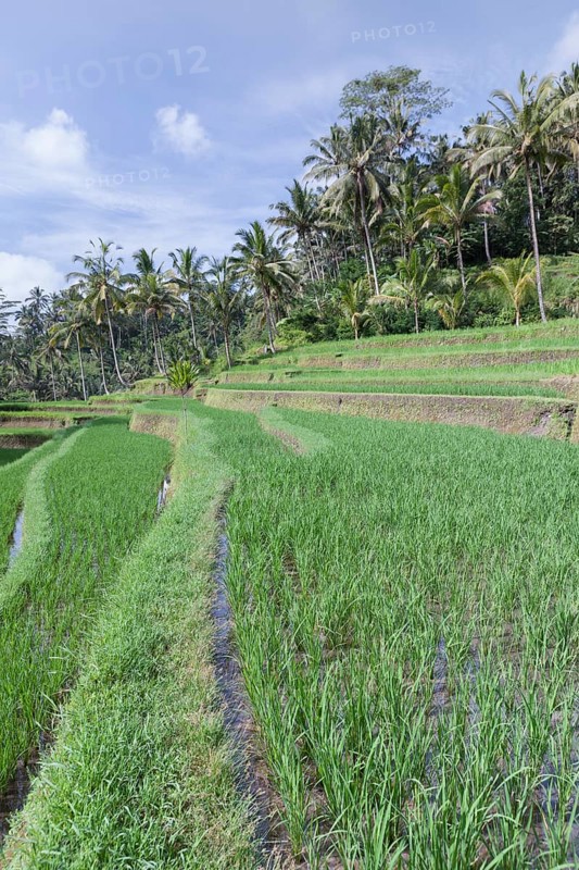 Rice terraces at entrance to Gunung Kawi temple complex