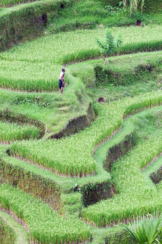 Rice terraces near Tegallalang